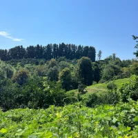 A plot of land, Ureki, 90000 sq.m